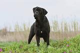 CANE CORSO 559